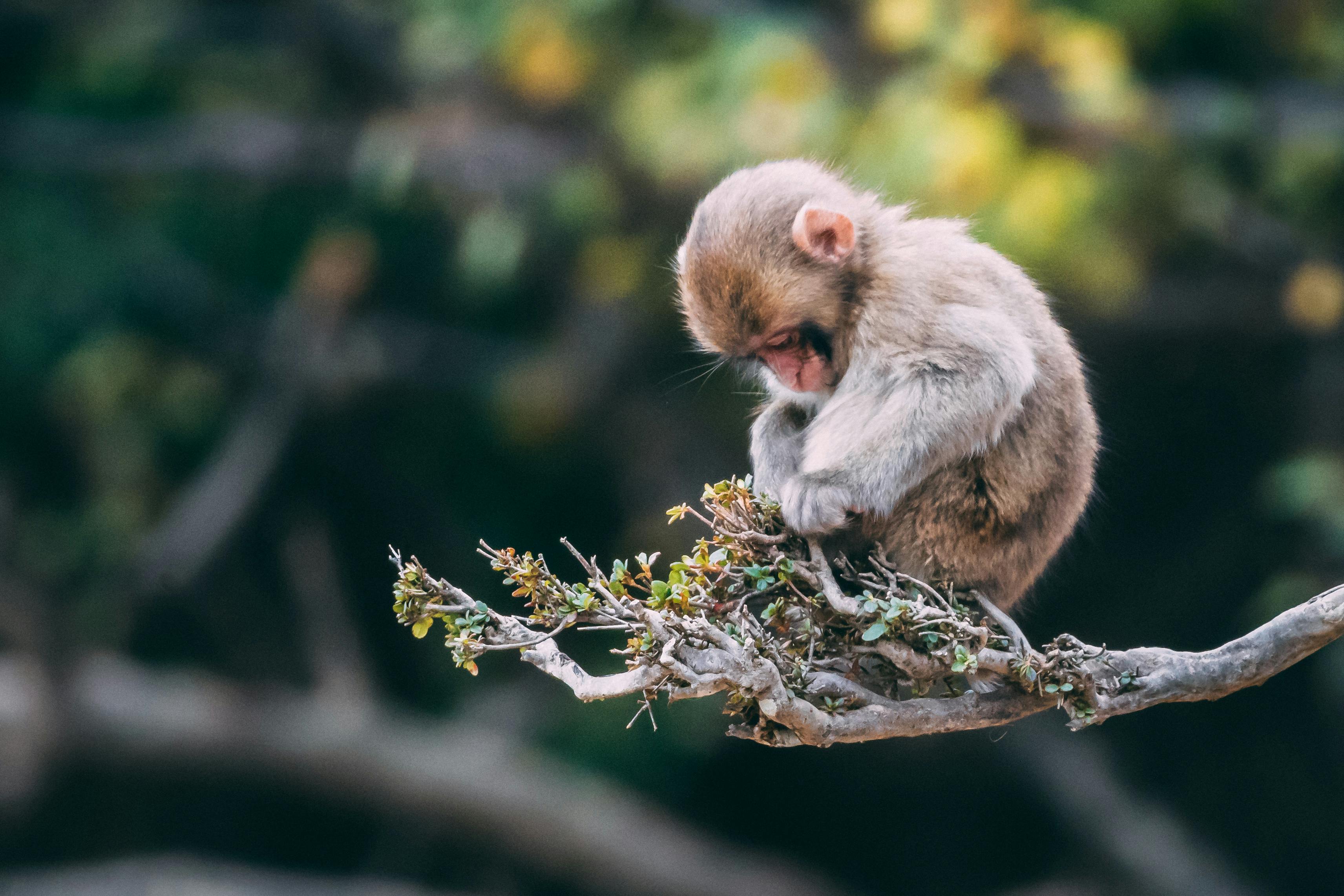 Ini Dia 7 Istilah Penting yang ada di Wildlife Photography