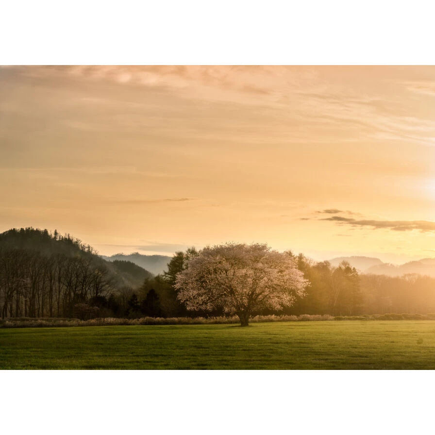 H&Y K-Series Drop-in Black Mist 1/4 Filter Slot KBM4